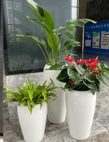慈溪商务花卉出租-杭州湾绿植租摆服务公司-杭州湾办公室植物租赁-宁波绿色植物租赁